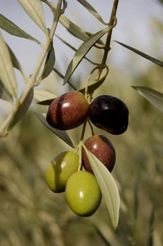 Koroneiki - Cold Pressed Olive Oil